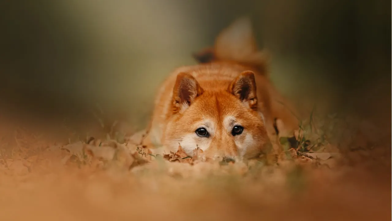A shiba inu is the mascot of Dogecoin. Image: Shutterstock