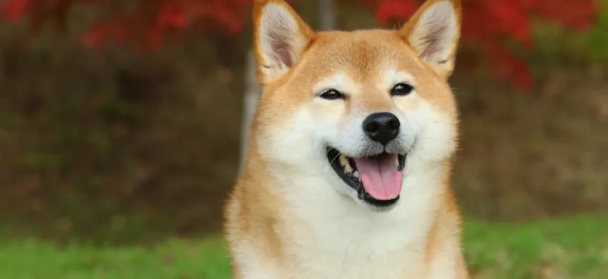 368c2abfafadd214d36a5dc9e000791a DOGE Barks Again—Are Meme Coins Making a Comeback? March 26th, 2025 6:30 am
