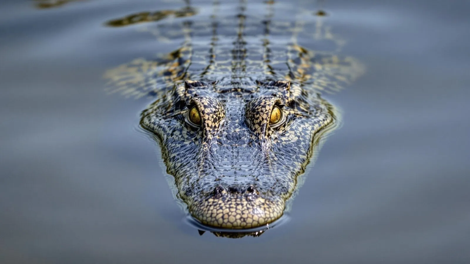 e305b1473dd56c84448c15ef72506ef5 Crocodilus has been draining cryptocurrency wallets on Android April 1st, 2025 8:45 am